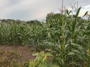 Half Acre of Land on Market