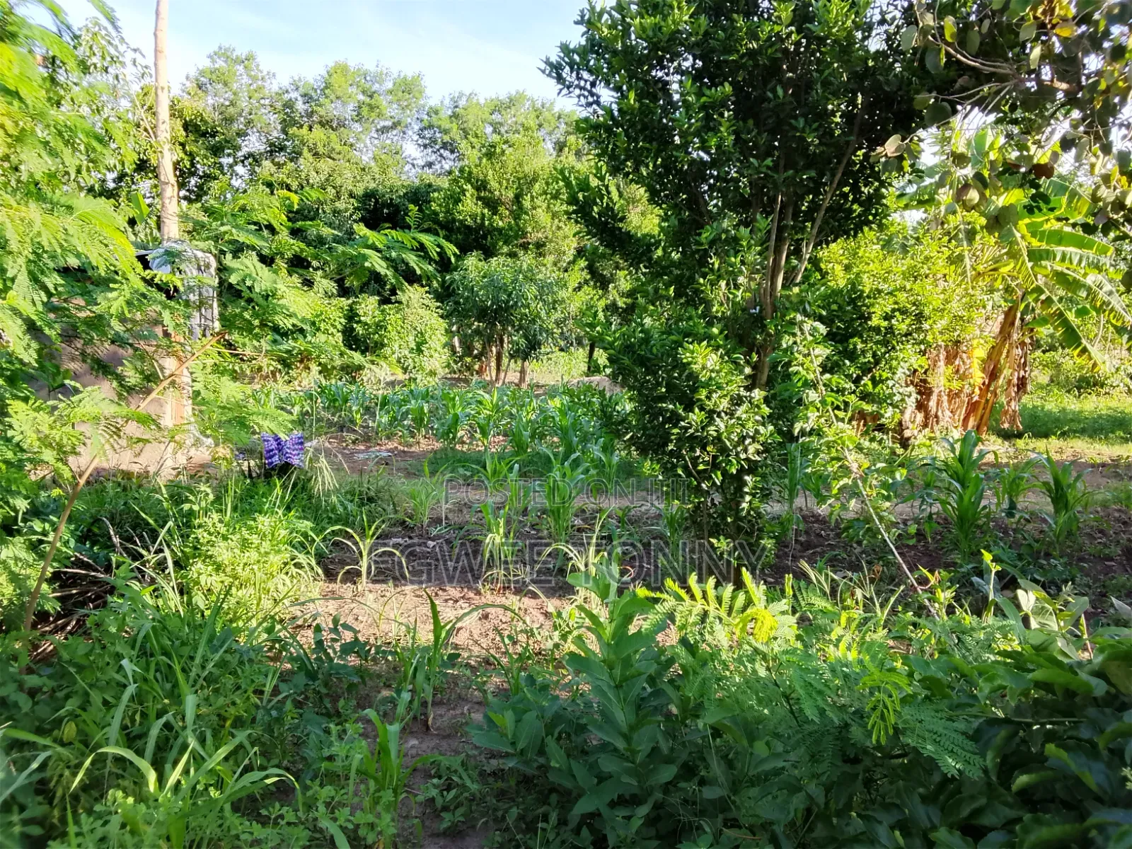 Land Including Home on Quick Sale in Lira City West