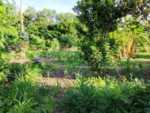 Land Including Home on Quick Sale in Lira City West