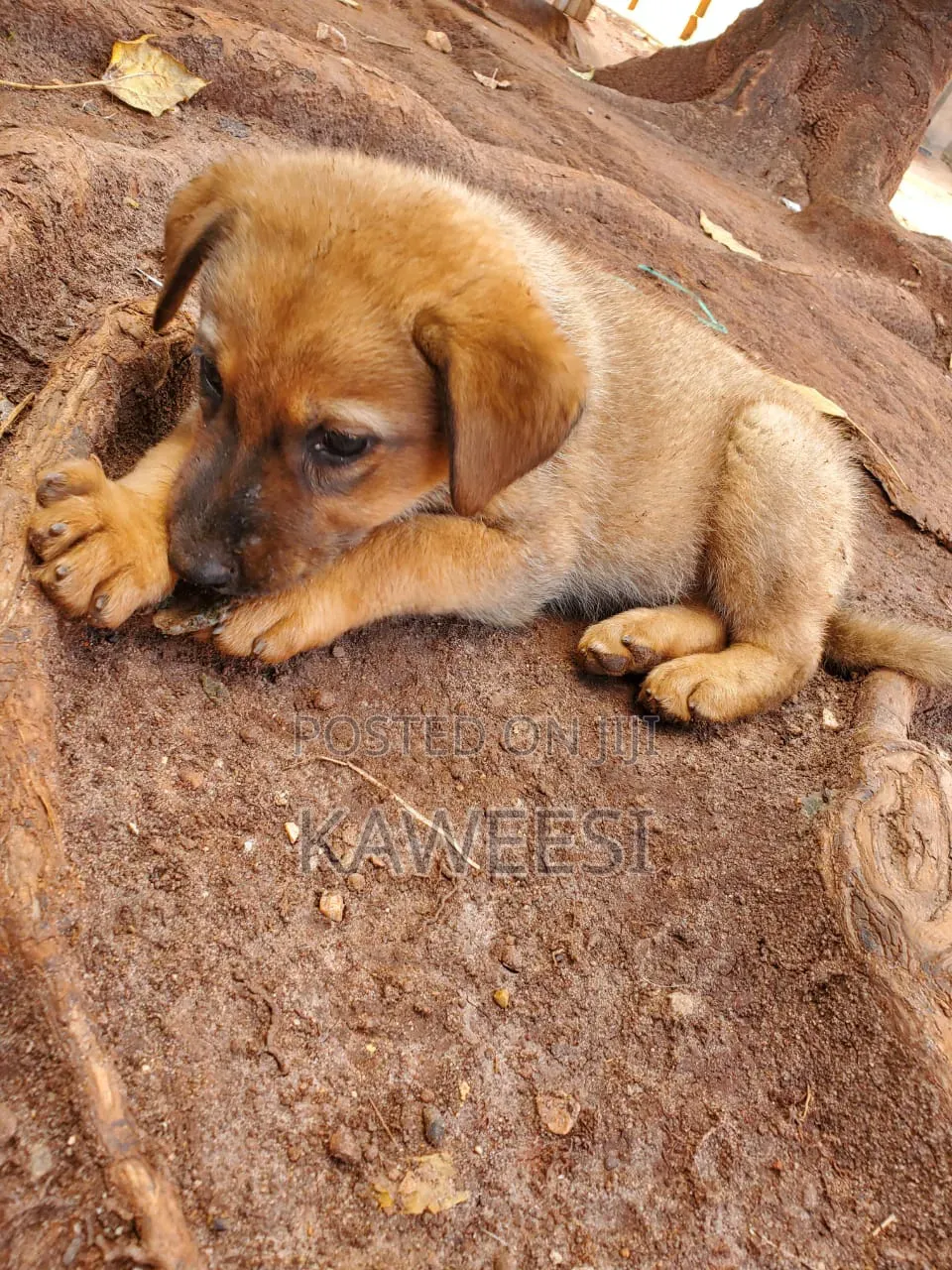 1-3 months Female Mixed Breed German Shepherd
