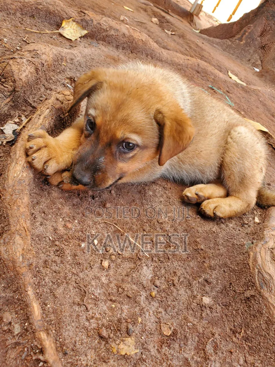 1-3 months Female Mixed Breed German Shepherd