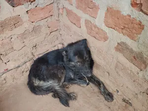1+ year Female Mixed Breed German Shepherd