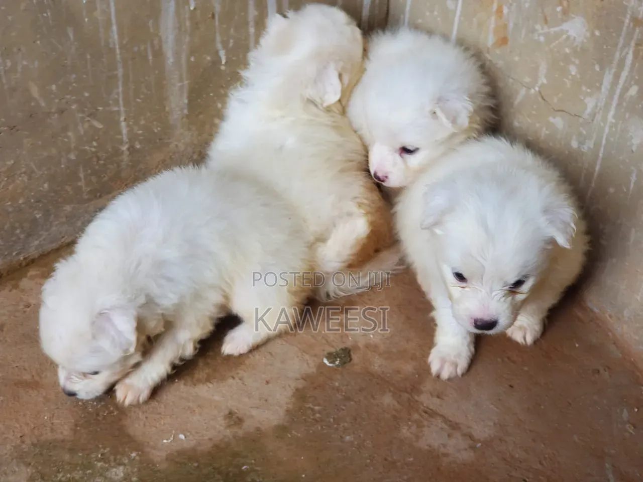 1-3 months Female Purebred Maltese Shih Tzu