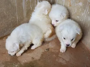 1-3 months Female Purebred Maltese Shih Tzu