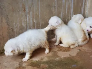 1-3 months Female Purebred Maltese Shih Tzu