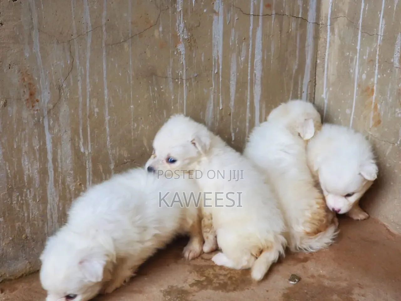 1-3 months Female Purebred Maltese Shih Tzu