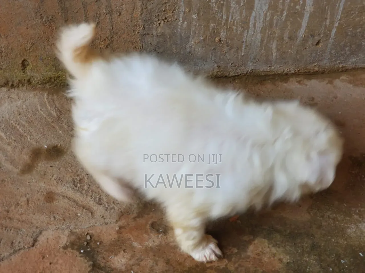 1-3 months Female Purebred Maltese Shih Tzu