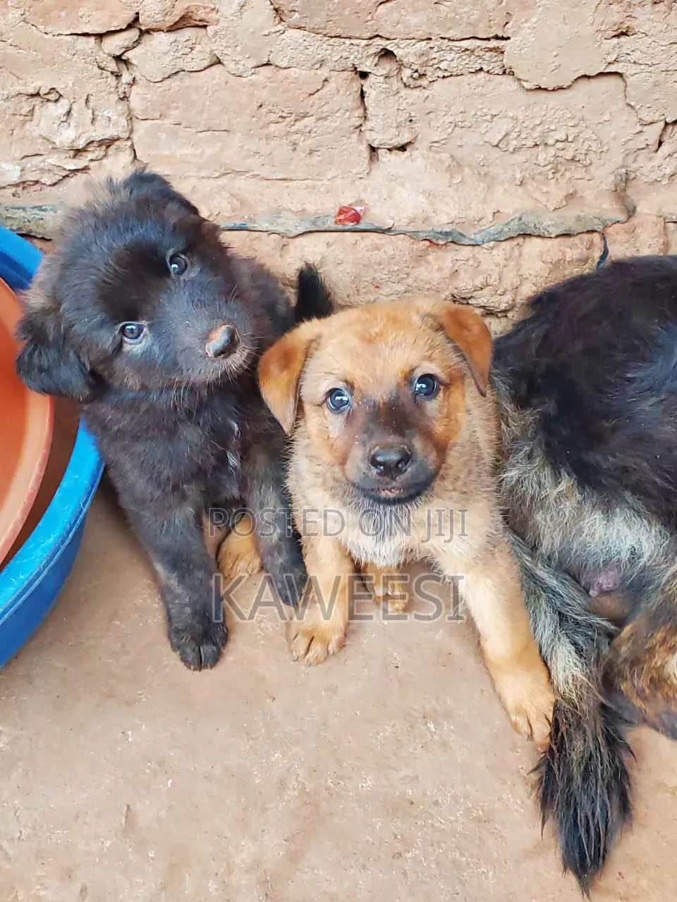 1-3 months Female Mixed Breed German Shepherd