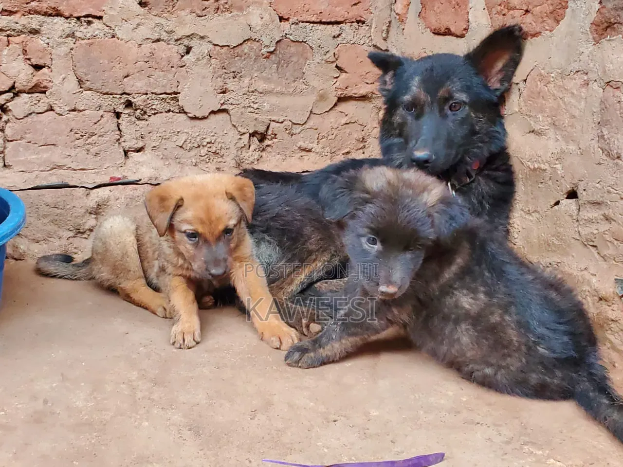 1-3 months Female Mixed Breed German Shepherd