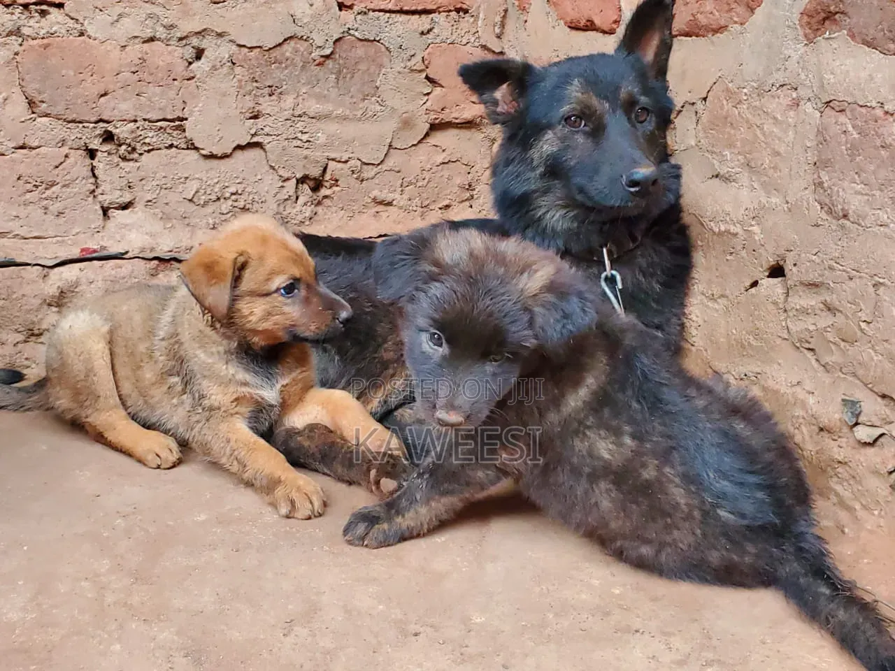 1-3 months Female Mixed Breed German Shepherd