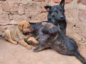 1-3 months Female Mixed Breed German Shepherd