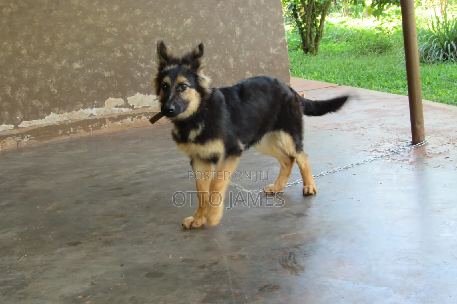 3-6 months Male Purebred German Shepherd