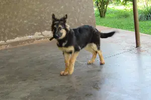 3-6 months Male Purebred German Shepherd