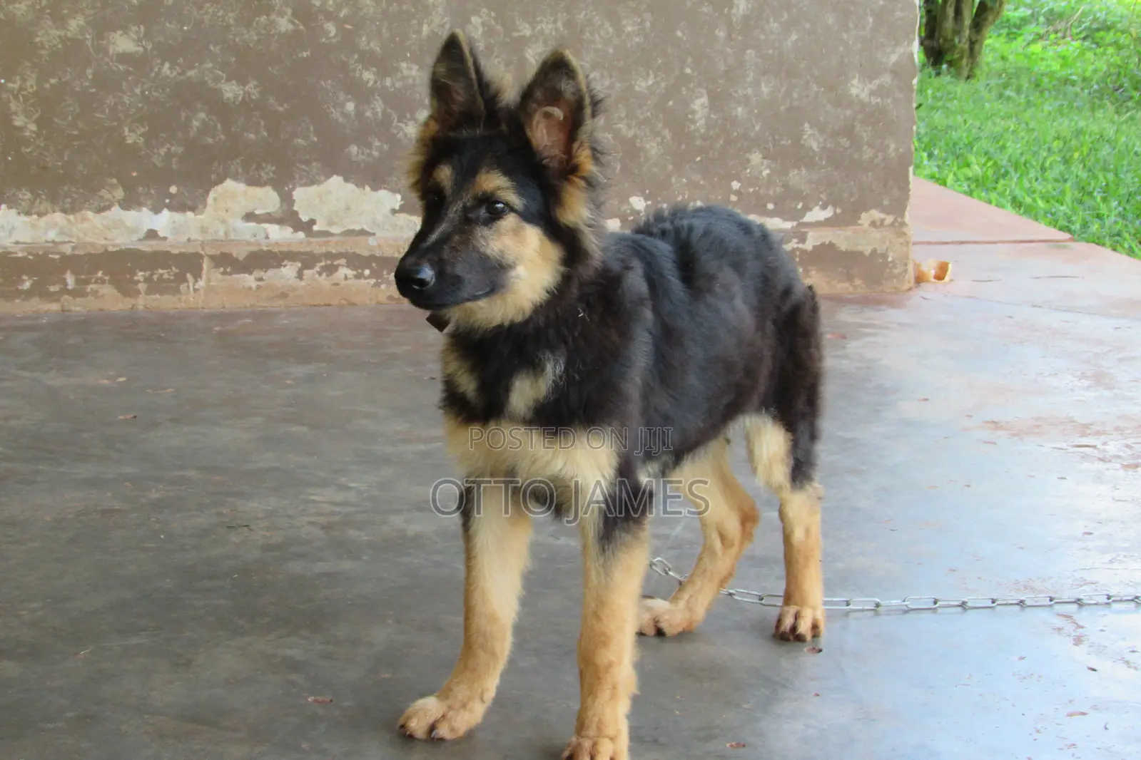 3-6 months Male Purebred German Shepherd