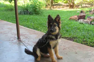 3-6 months Male Purebred German Shepherd