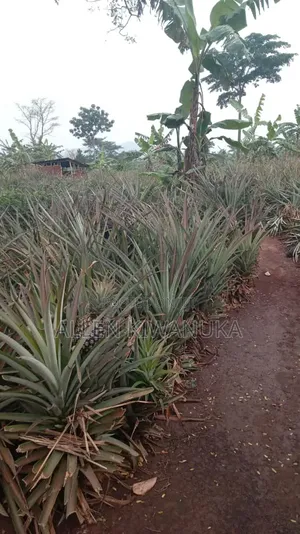 Pineapple Express on Large Scale