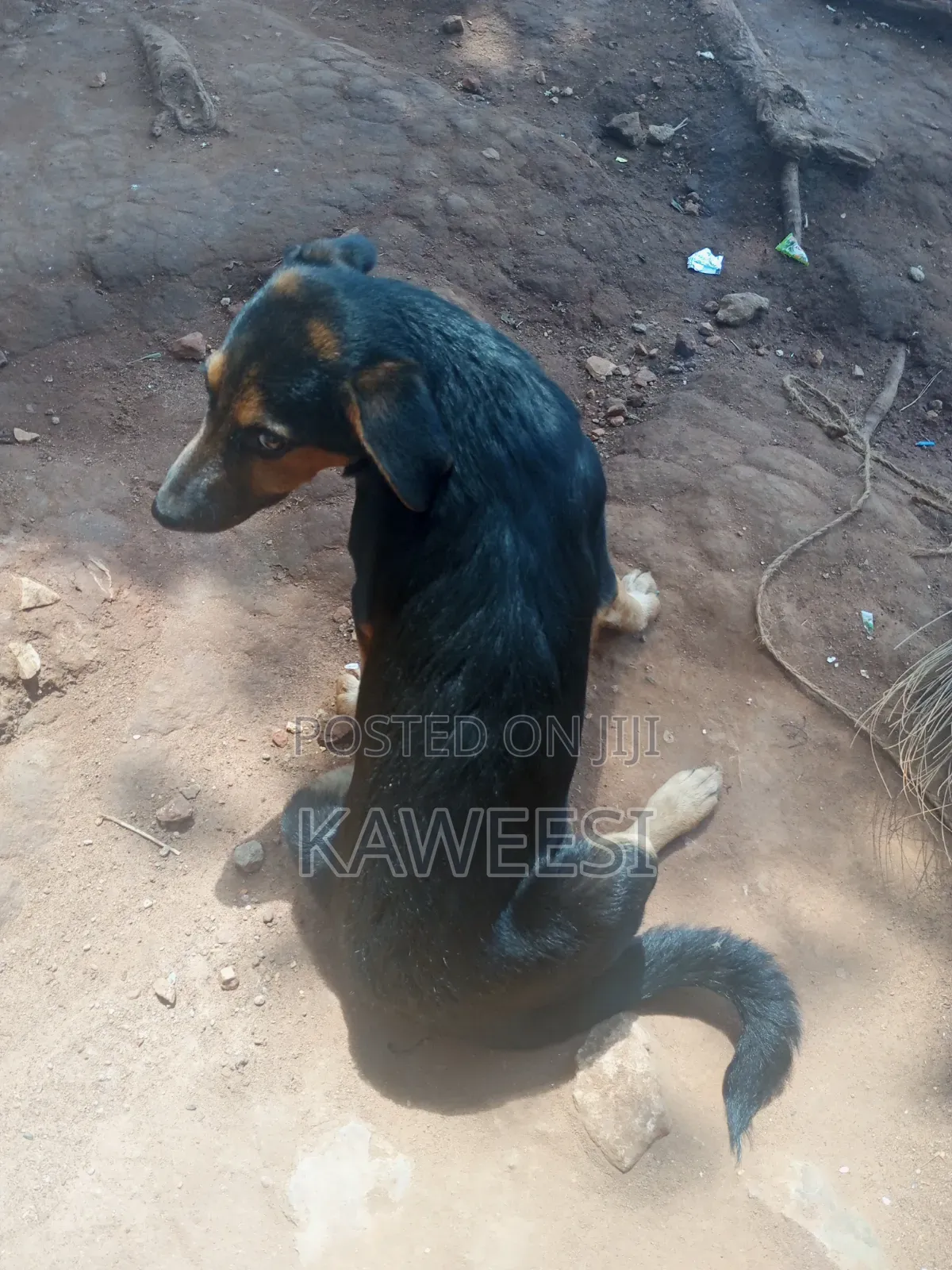 3-6 months Male Mixed Breed Rottweiler