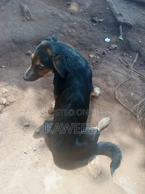 3-6 months Male Mixed Breed Rottweiler