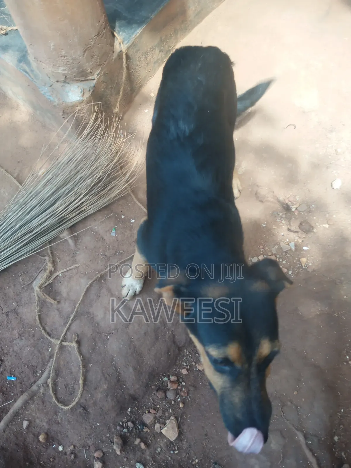 3-6 months Male Mixed Breed Rottweiler