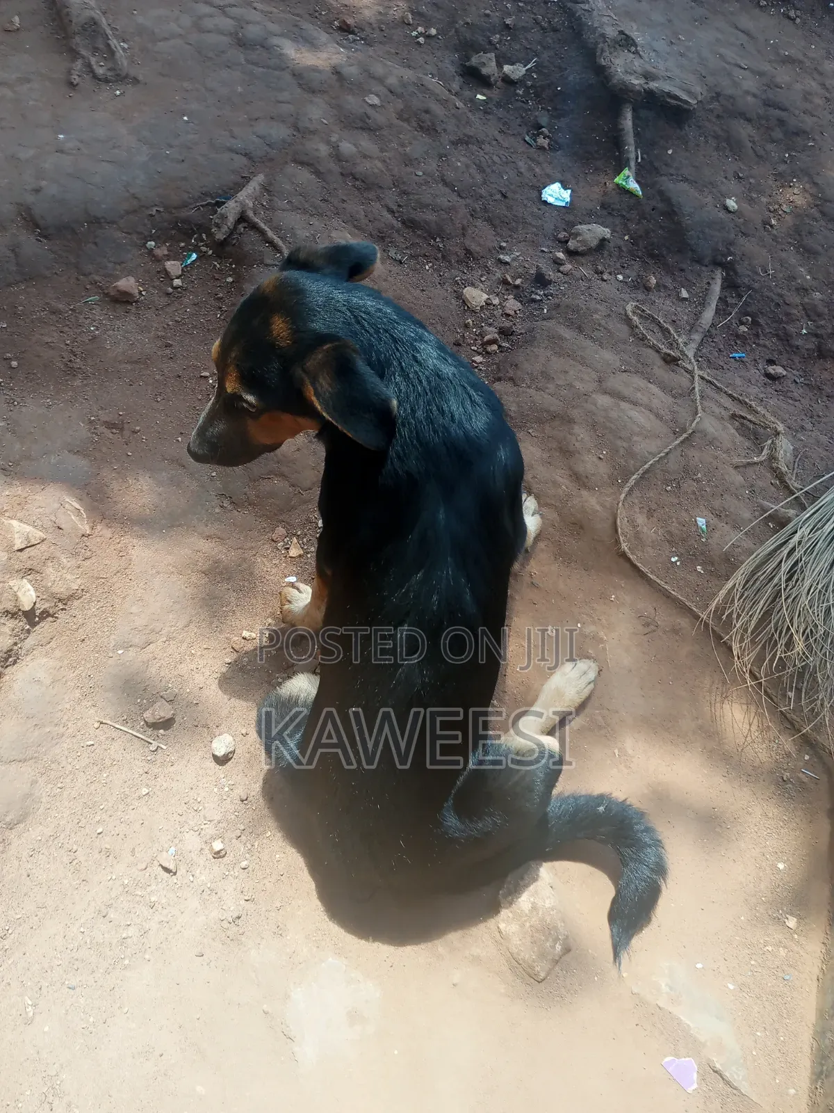 3-6 months Male Mixed Breed Rottweiler