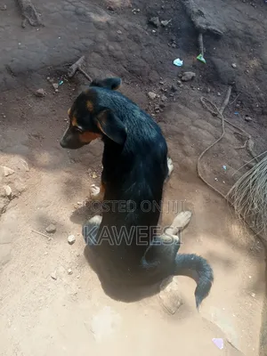 3-6 months Male Mixed Breed Rottweiler