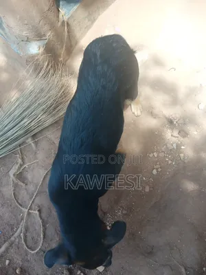 3-6 months Male Mixed Breed Rottweiler