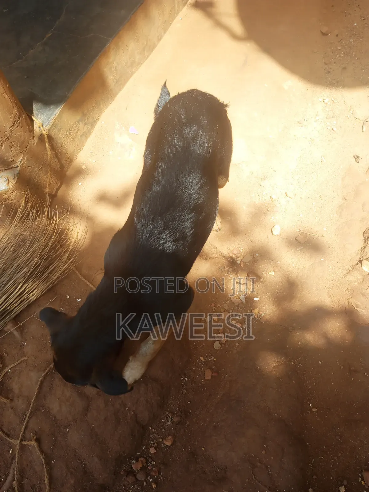 3-6 months Male Mixed Breed Rottweiler
