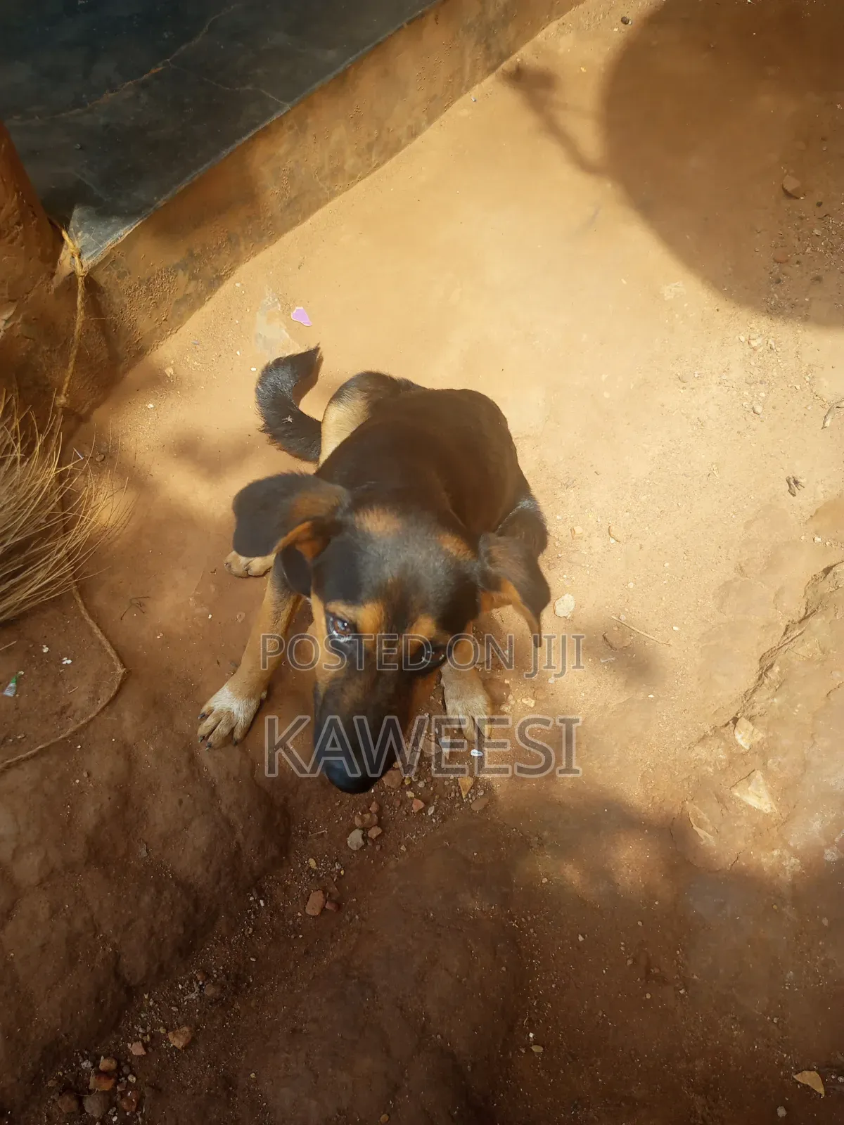 3-6 months Male Mixed Breed Rottweiler