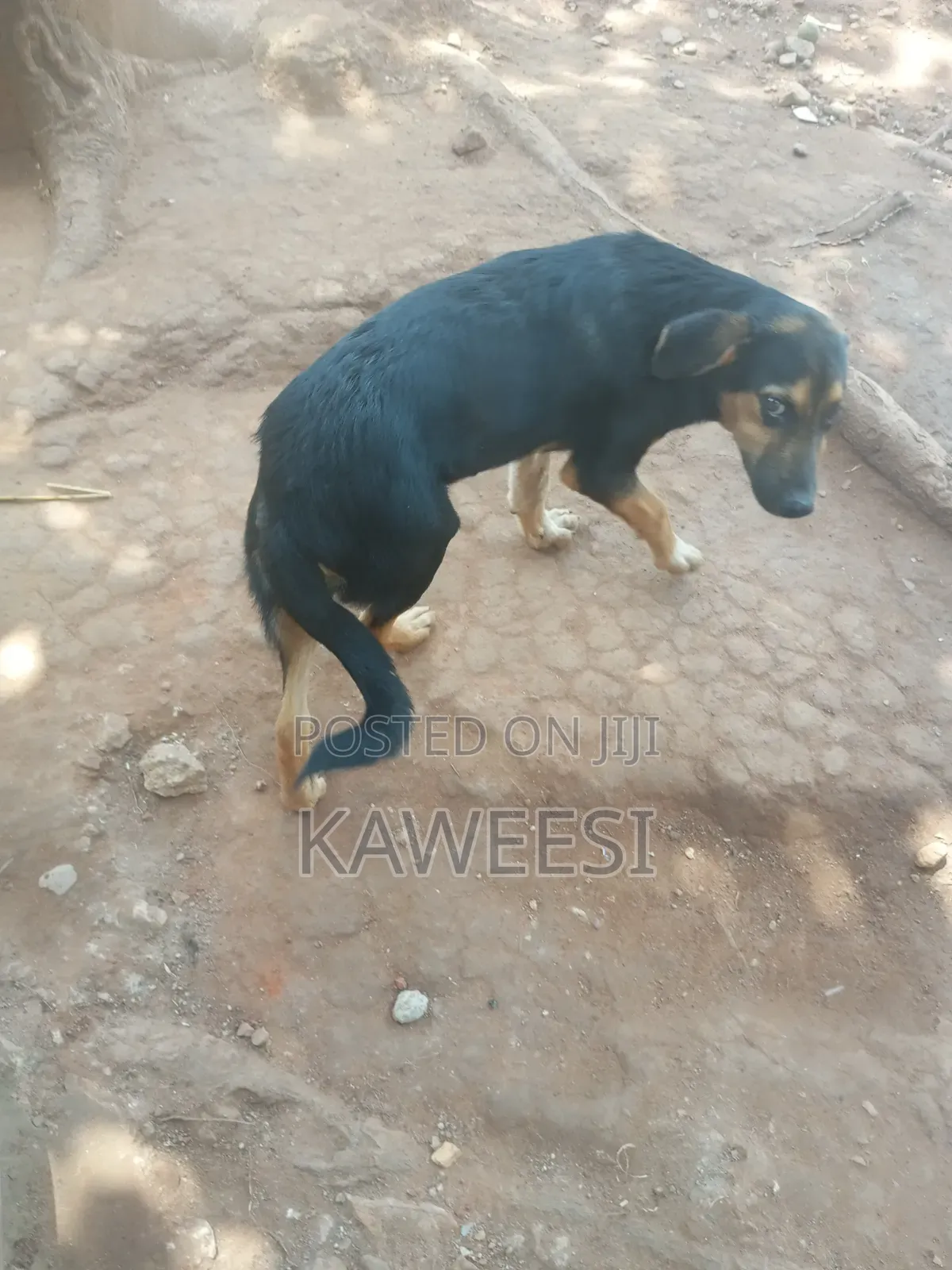 3-6 months Male Mixed Breed Rottweiler