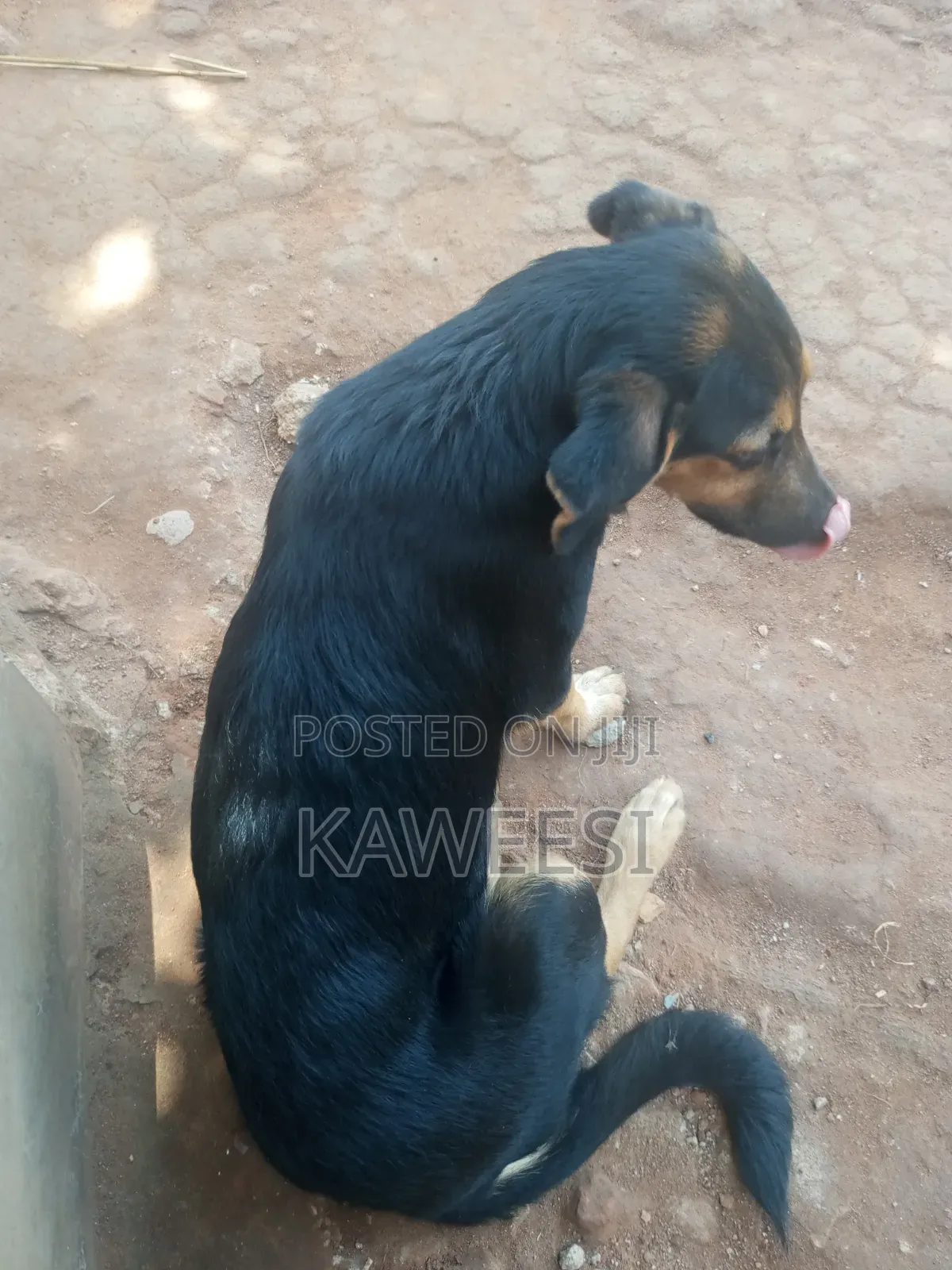 3-6 months Male Mixed Breed Rottweiler