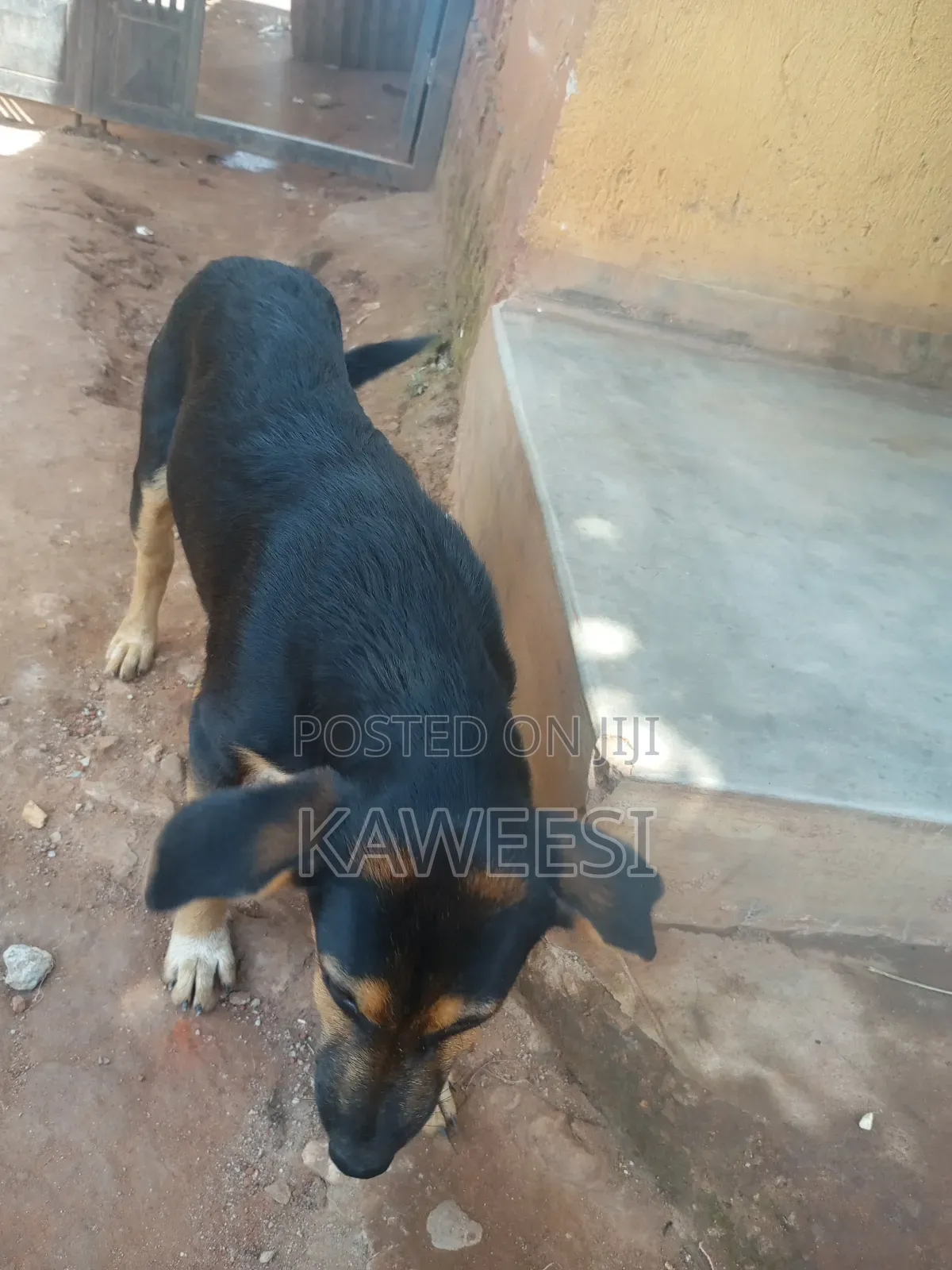 3-6 months Male Mixed Breed Rottweiler