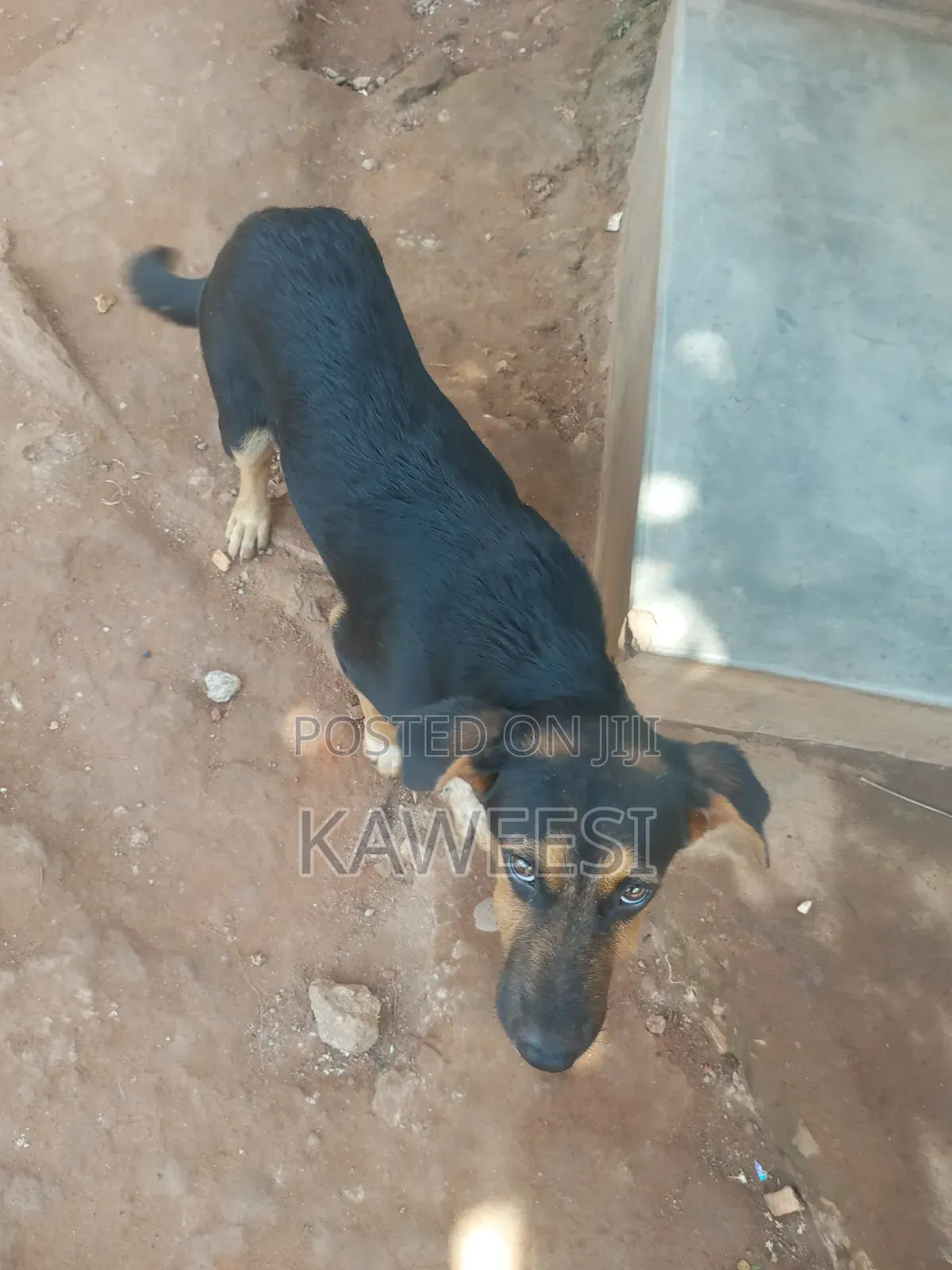 3-6 months Male Mixed Breed Rottweiler