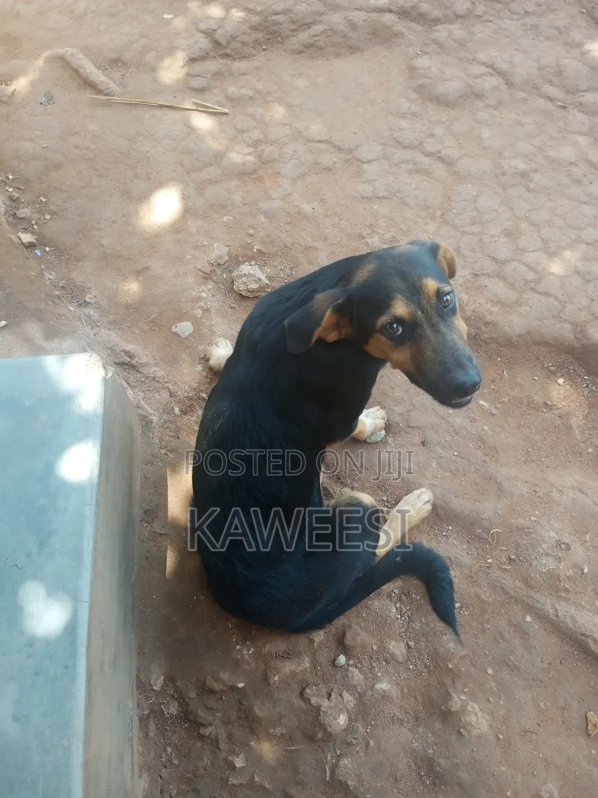 3-6 months Male Mixed Breed Rottweiler