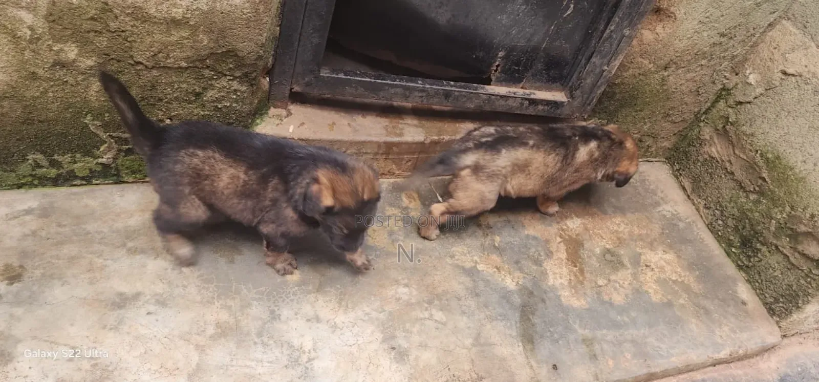 1-3 months Male Mixed Breed German Shepherd