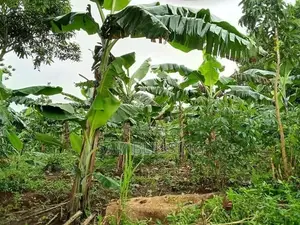 4 Plots for Sale in Matuuga Kalasa at 5m Per Plot