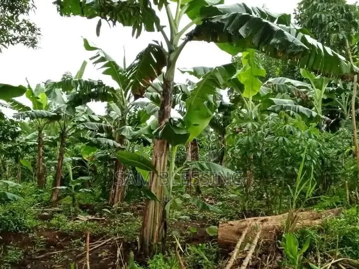 4 Plots for Sale in Matuuga Kalasa at 5m Per Plot