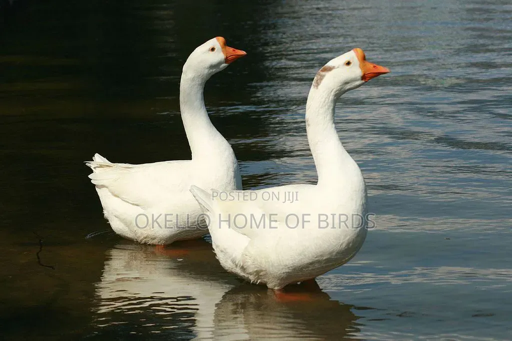 Chinese Geese for Sale