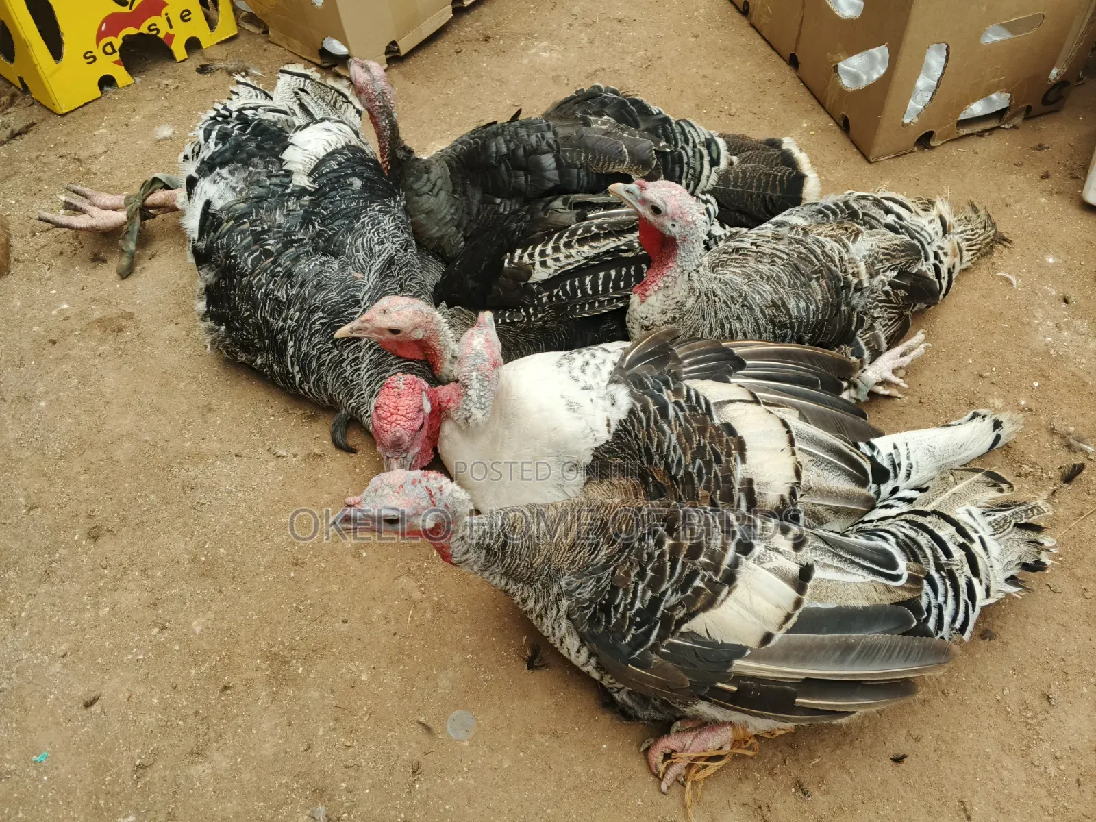 5 Females and 1 Male for Sale