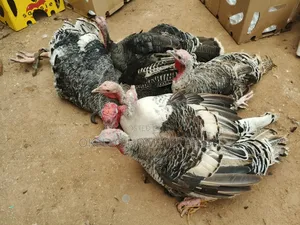 5 Females and 1 Male for Sale