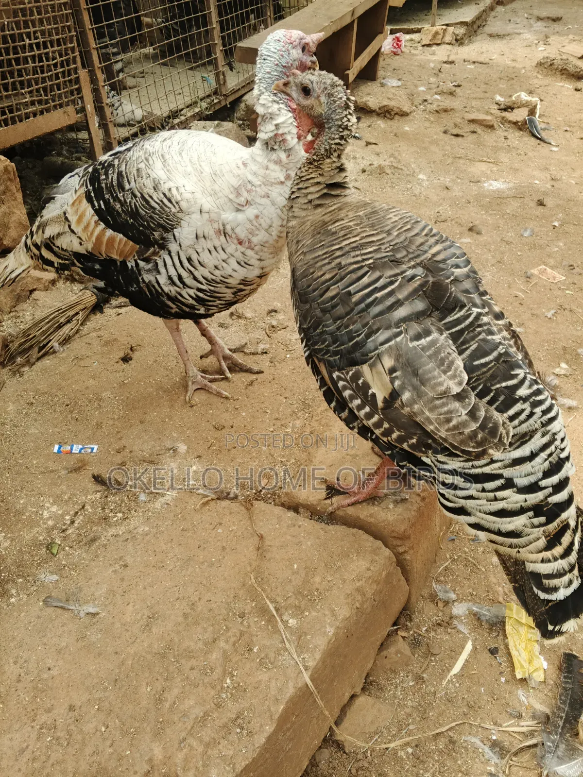 Palm Male and Female for Sale