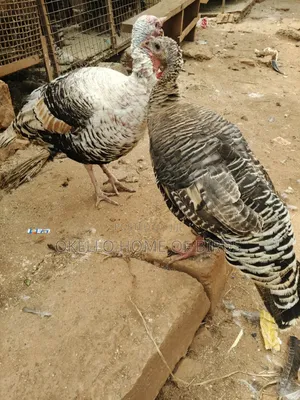 Palm Male and Female for Sale