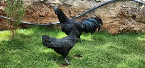 Ayami Cemani Chickens for Sale