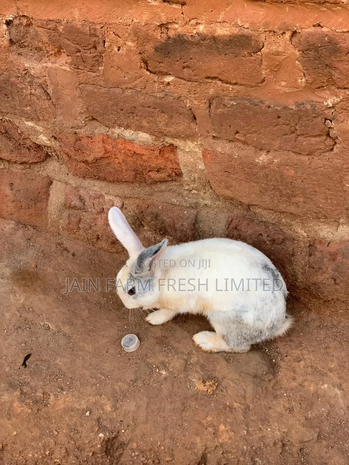 Discount Offers on These Rabbits
