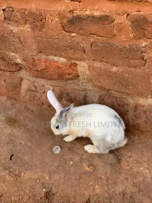 Discount Offers on These Rabbits
