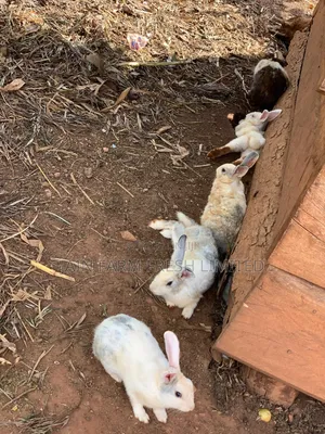 Discount Offers on These Rabbits