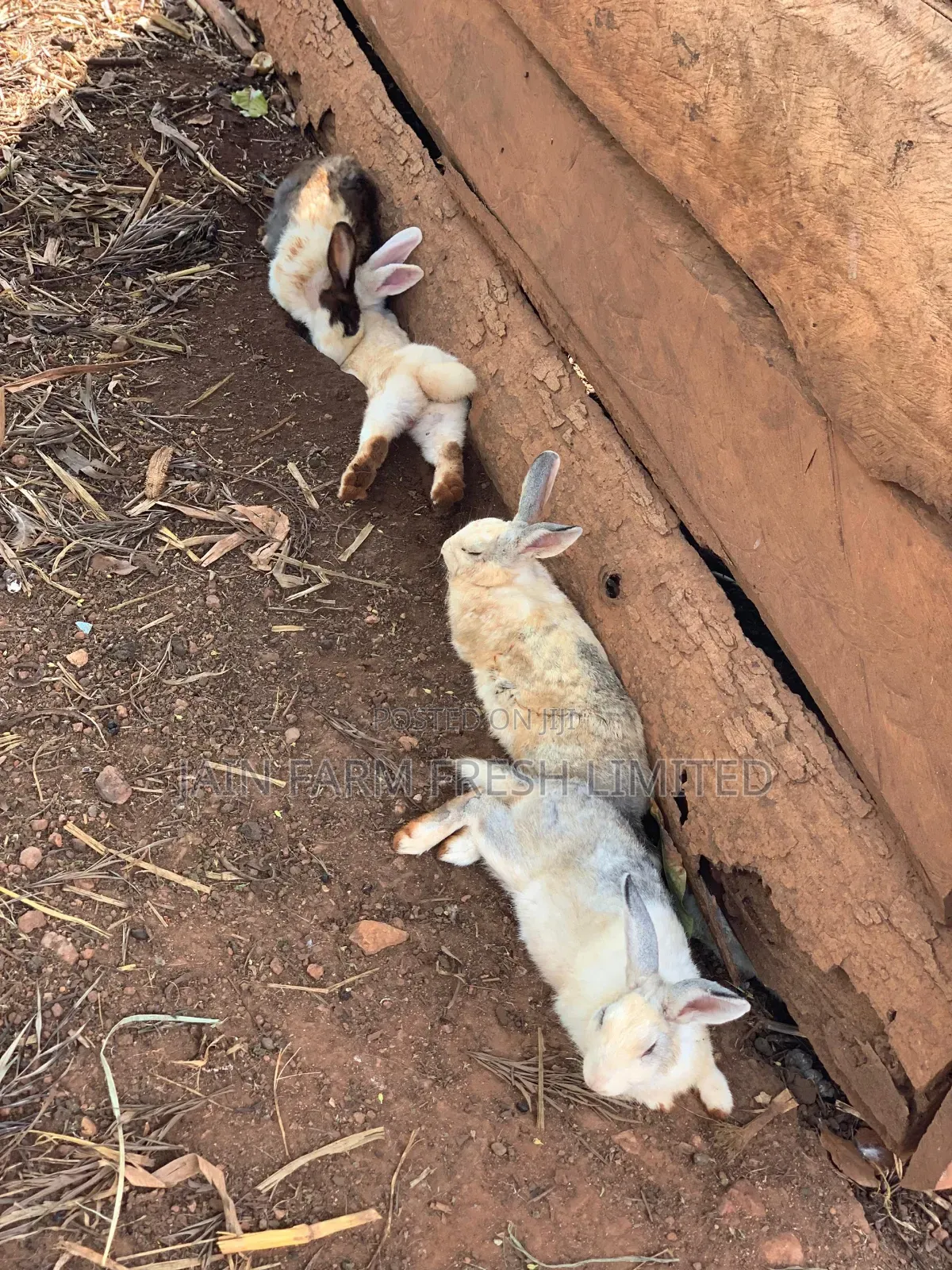 Discount Offers on These Rabbits