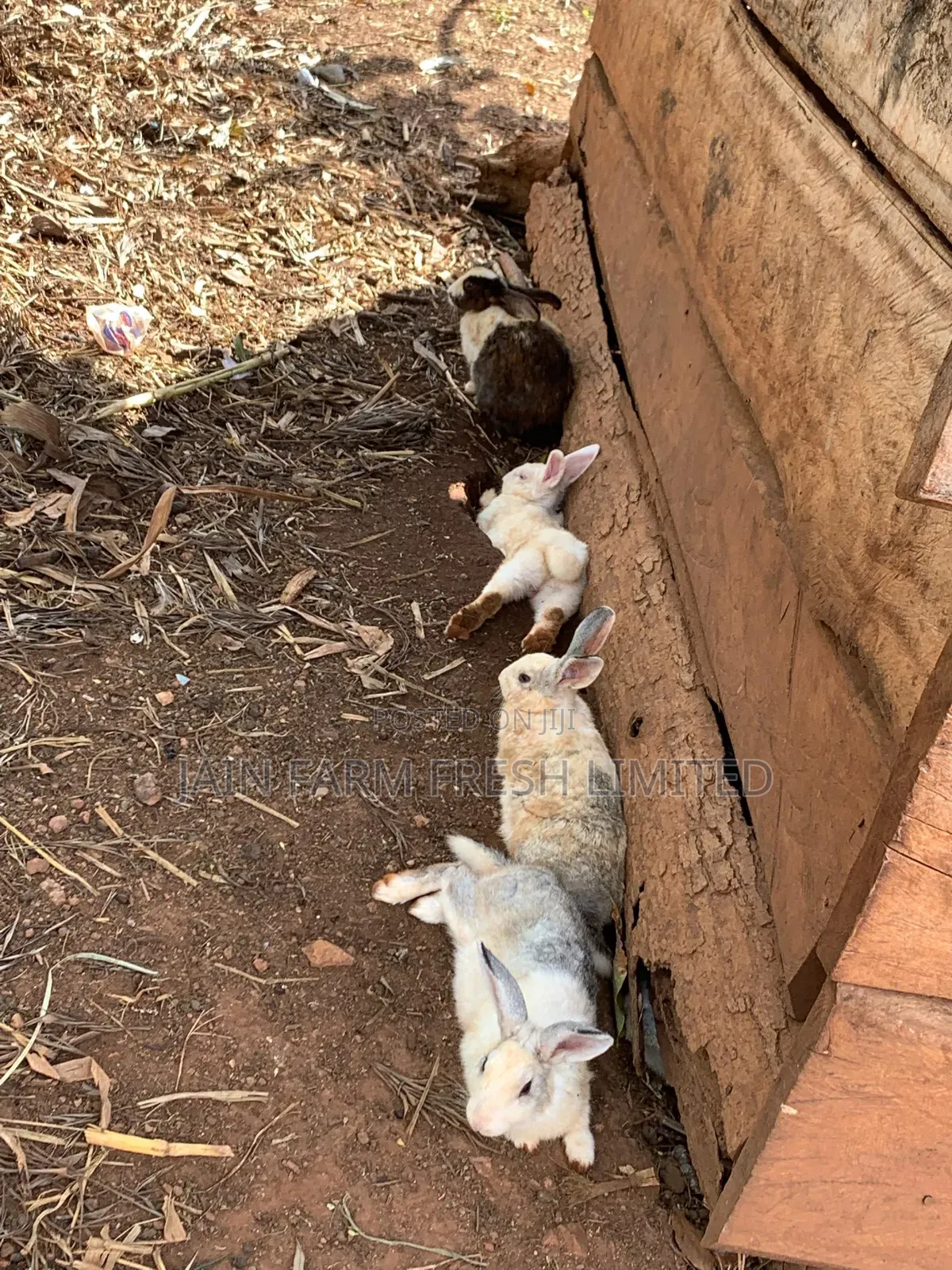 Discount Offers on These Rabbits