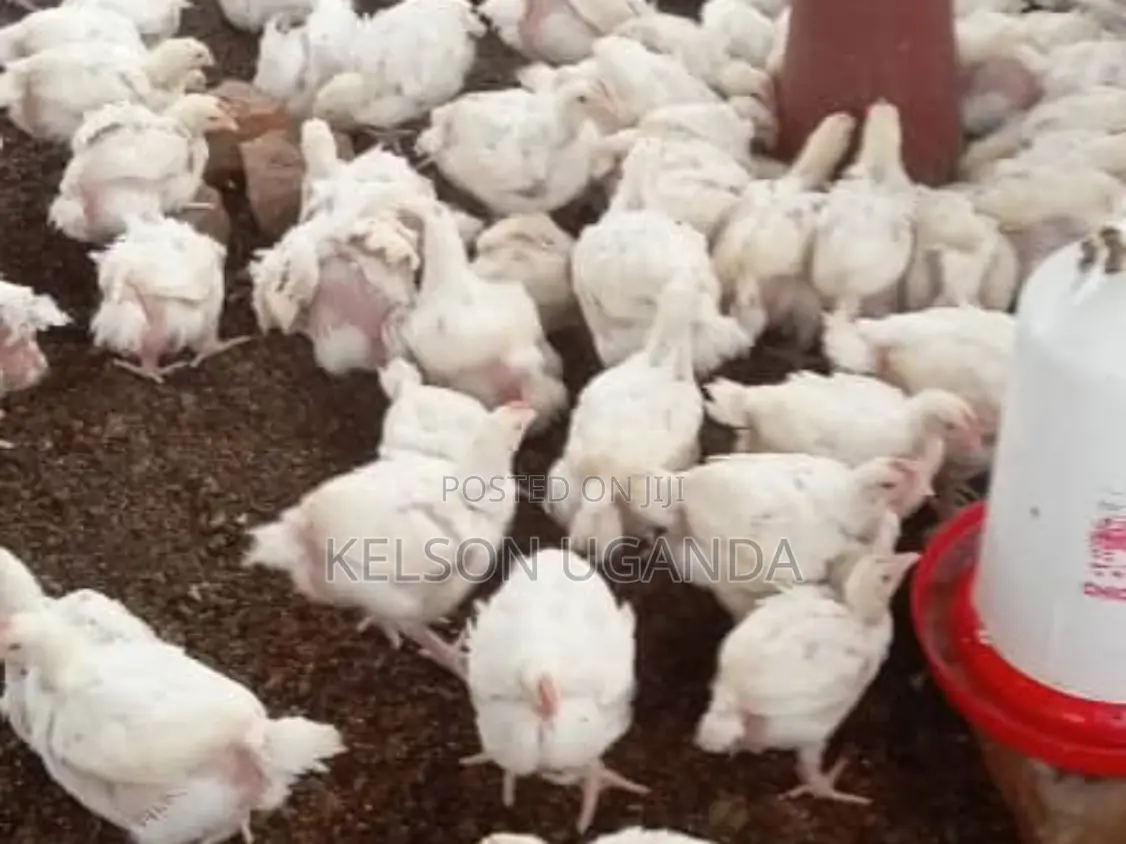 Broiler Chicken