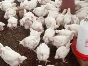 Broiler Chicken