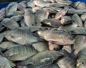 Fresh Tilapia Catfish For Sale In Uganda | Buyijja Organic Farm